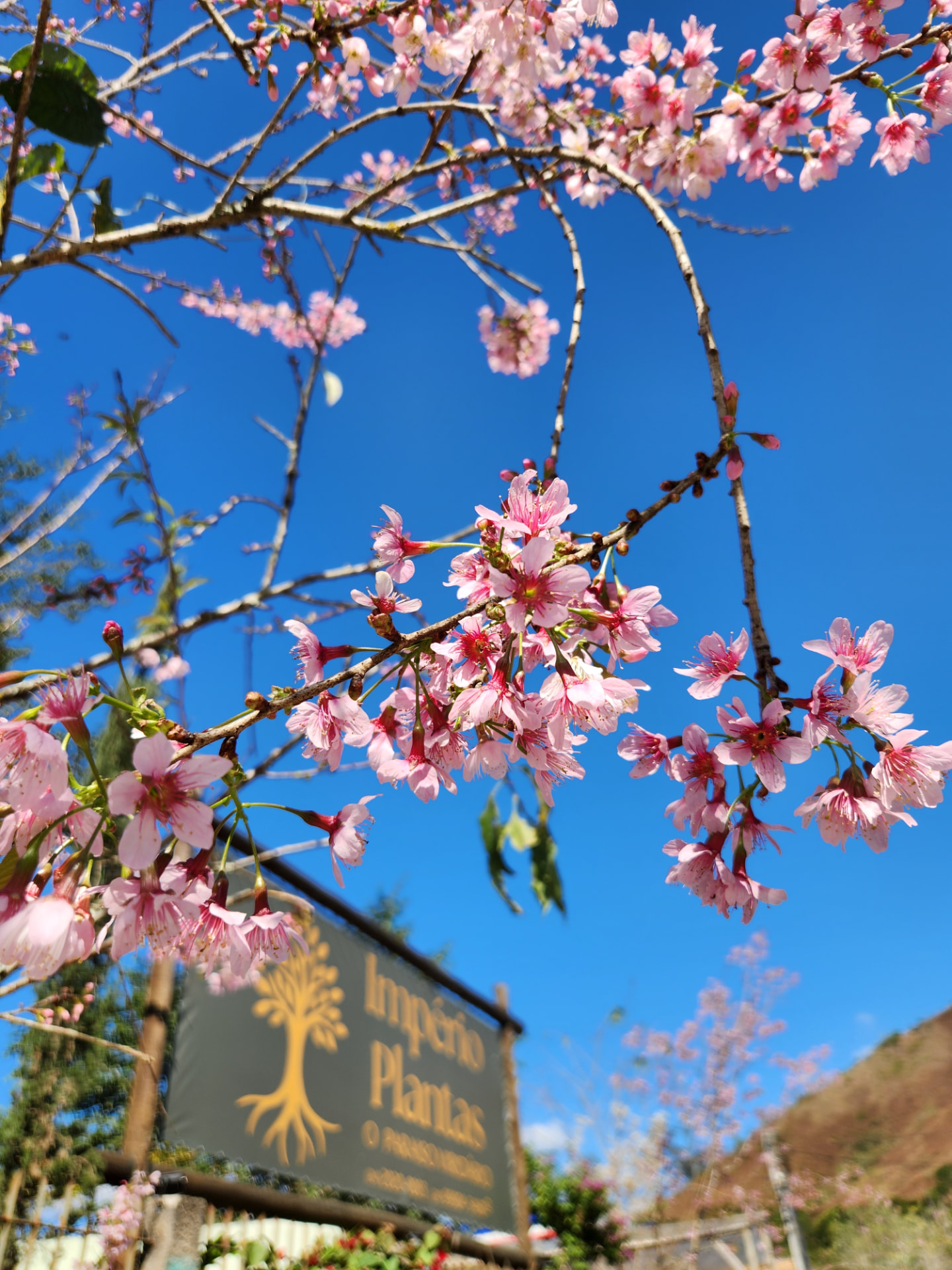 Fachada da Império Plantas em Itaipava com flores cor de rosa e letreiro da loja