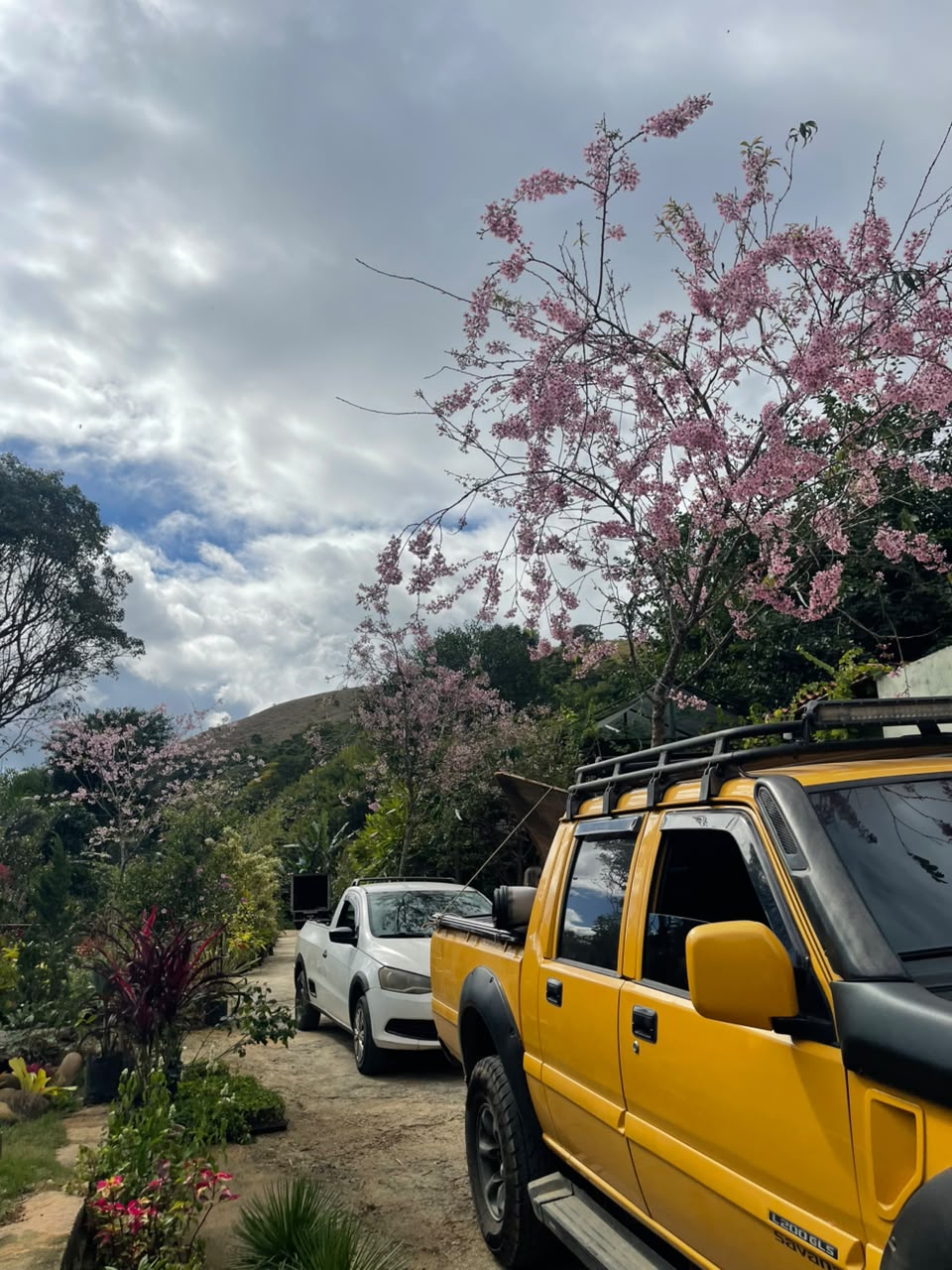 Entrada da Império Plantas em Itaipava com ipês floridos e mudas ao longo do caminho